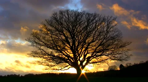 Large, old, leafless oak tree in windy sunset against a rough autumnal sky Stock-Footage 44227589