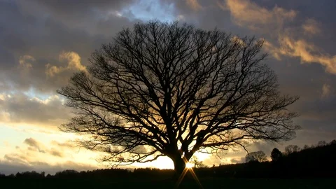 Large, old, leafless oak tree in windy sunset against a rough autumnal sky Video stock 90780470