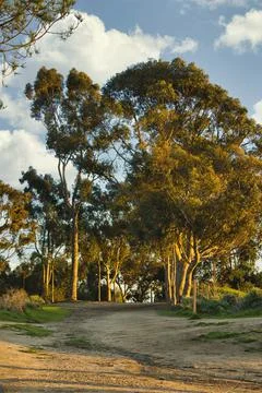 Large old live oak trees in southern california Foto stock