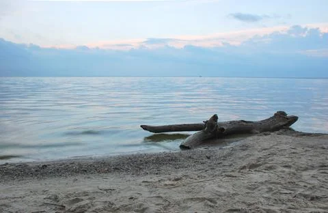 A large old log lies on a sandy sea beach. Evening twilight at sea. Calm water Stock Photos