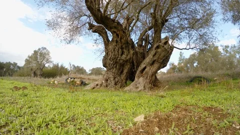 A large old lonely olive tree cropped at low altitude, in winter Stock Footage 81629264