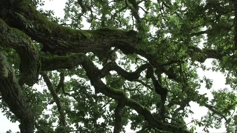 Large, old, mossy oak seen from below Video stock 237783504