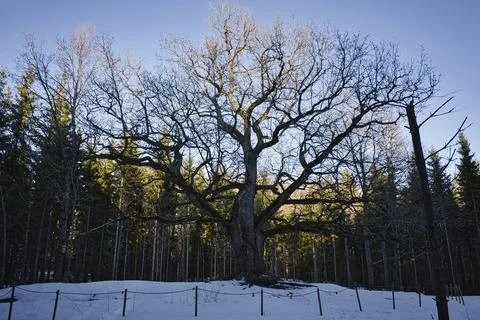 Large Old Oak During Winter Stock Photos