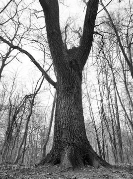 Large old oak tree close up growing in the forest. Black and white photo Stock Photos