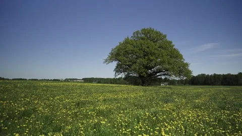 A large old oak tree in a field in spring Stock Footage 335618952