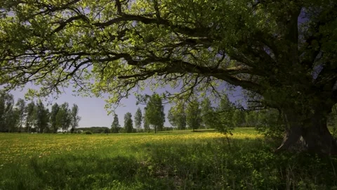 A large old oak tree in a field in spring Stock Footage 335618959