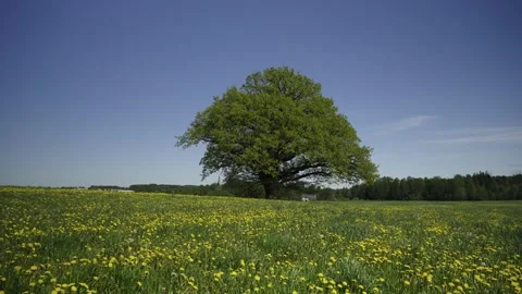 A large old oak tree in a field in spring Stock Footage 335743663