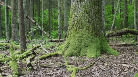 A large old oak tree in an old deciduous forest. Summer in the forest. Stock Footage 234699279