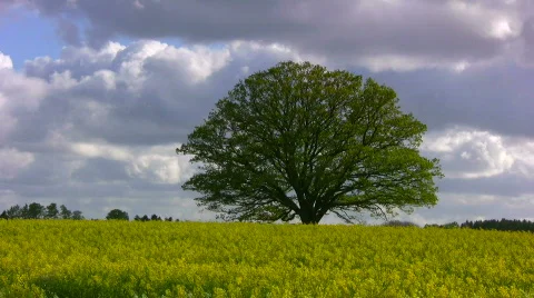 Large old oak tree in a yellow rapeseed field Stock-Footage 398768