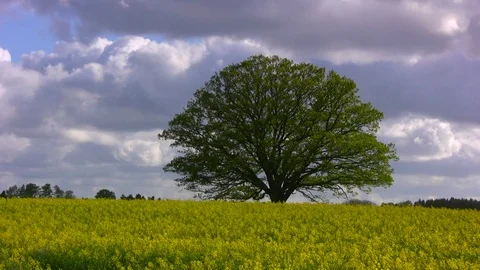 Large, old Oak tree in a yellow rapeseed field, windy and moving clouds Video stock 84818213