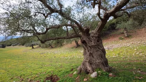 Large Old Olive Tree in Rural Plowed Mediterranean Field Stock Footage 303482670