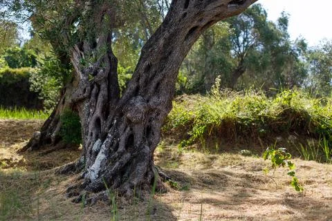 Large Old olive trees, tree trunk. Copy-space Foto stock
