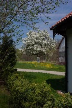 A large old pear tree blossoms in a spring meadow opposite the river. Beautiful Stock Photos