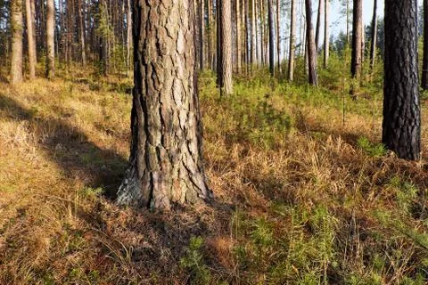 Large old pine in an autumn Stock Photos