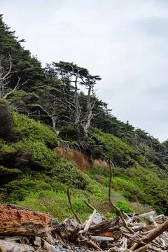 Large, old pine trees on the steep shore of the Pacific Ocean in Olympic Na.. Stock Photos