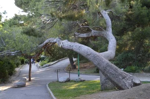 A large old pine trunk leaned over the alley in the Park Foto stock