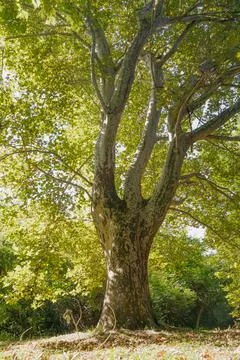 Large old plane tree with wide trunk and branches spreading in lush green f.. Stock Photos