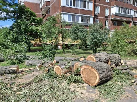 Large old poplars cut down near residential buildings Stockfoto's