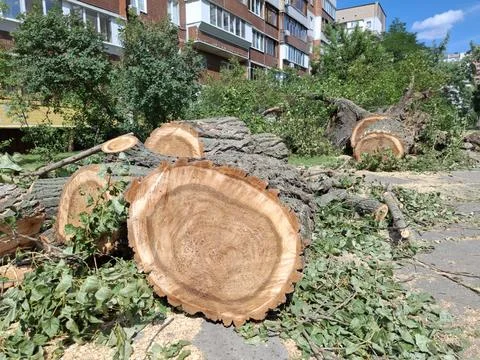 Large old poplars trees cut down near residential buildings. Tree rings Photos