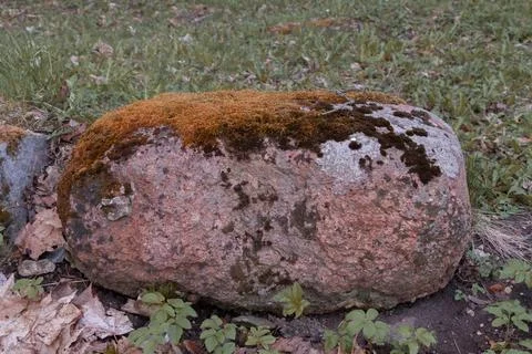 Large old red stone with thick green-yellow moss. Stock Photos