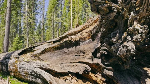 A large old redwood tree lying on the ground. Sequoia Park in California. Stock Footage 209130282