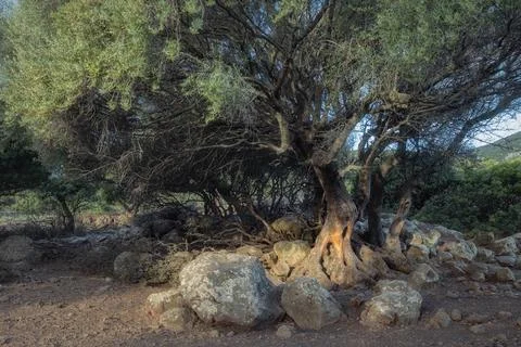 A large old in Sardinia Stock Photos