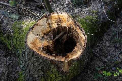 Large old stump of a sawn tree with a hole inside Stock Photos