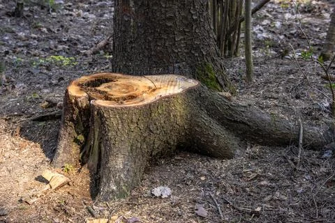 Large old stump of a sawn tree with a hole inside Stock Photos