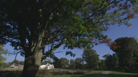 Large Old Tree in a Backyard 库存影片 42907058