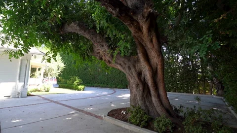 Large old tree beside a curved driveway at a white house Stock Footage 345686108