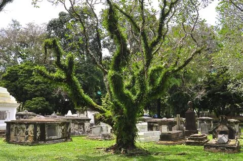 Large old tree in a cemetery. Stock Photos