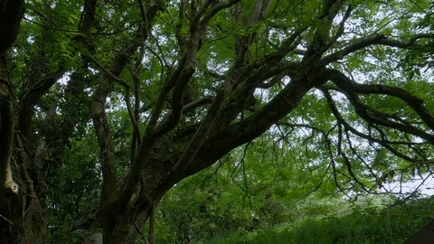Large Old Tree in the country, surrounded by long grass 스톡 동영상 90552075