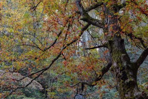 Large old tree covered in moss in an autumn landscape, Great Smoky Mountains Stock Photos