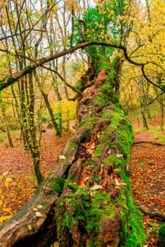 A large old tree covered with moss in an autumn forest Stock Photos