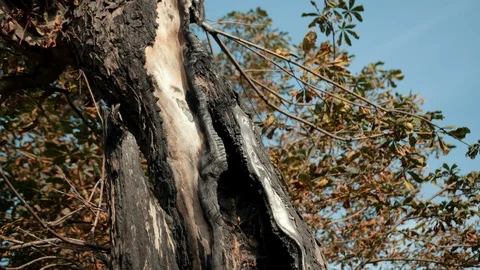 Large old tree, with dry leaves, with a very aged trunk 库存影片 115479418
