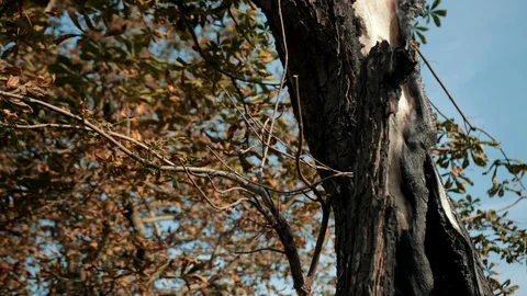 Large old tree, with dry leaves, with a very aged trunk Stock Footage 115570844