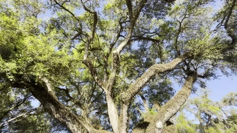 Large old tree in Florida.  Exclusive Stock Footage 235922911