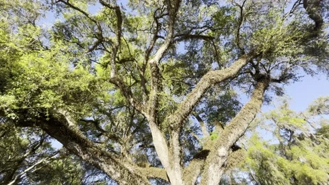 Large old tree in Florida.  Exclusive Stock Footage 235922924