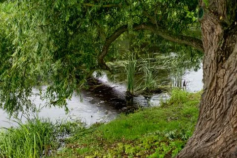 A large old tree hangs or tilts branches above the water, the river. Tranquility Stock Photos