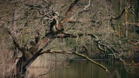 A large old tree hangs over a lake with a duck sitting on a branch. 4K tripod Stock Footage 177304998