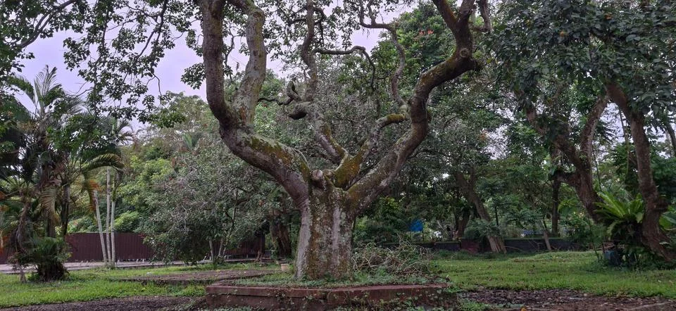 A large old tree with many branches Stock Photos