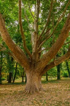 Large old tree with massive trunk and branching limbs standing tall in a gr.. Stock Photos