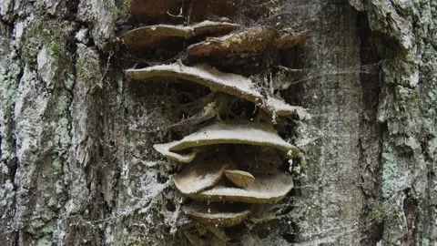 A large old tree in an old deciduous forest. Mushrooms on an old tree trunk. Stock Footage 233018543