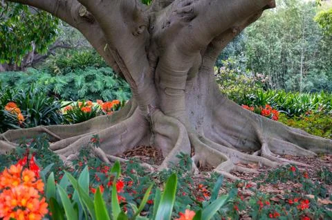Large old tree in the park surrounded by bright orange lily flowers Stock Photos