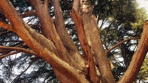 Large old tree with perfect canopy and trunk Video stock 123519017