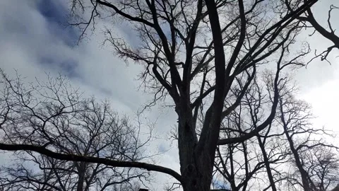 A large old tree in a public open-air museum in Sweden. Stock Footage 331650209