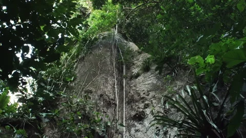 A large old tree in the rainforest of Yasuni National Park Ecuador South America Stock-Footage 264023434