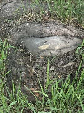 Large old tree root in green grass. Stock-Fotos