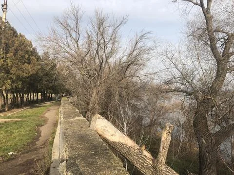 A large old tree with sawed off branches stands on a grassy riverbank  Stock Photos