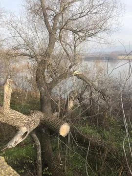 A large old tree with sawed off branches stands on a grassy riverbank  Stock Photos